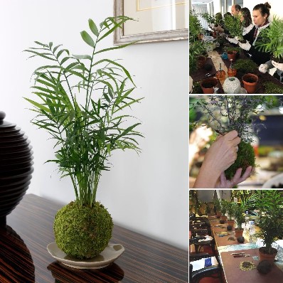 kokedama