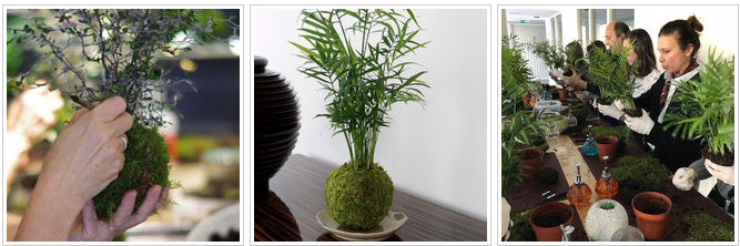 Kokedama